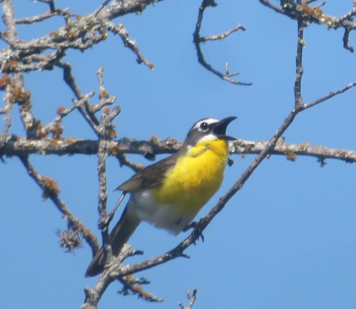 Yellow-breasted Chat - ML636730895