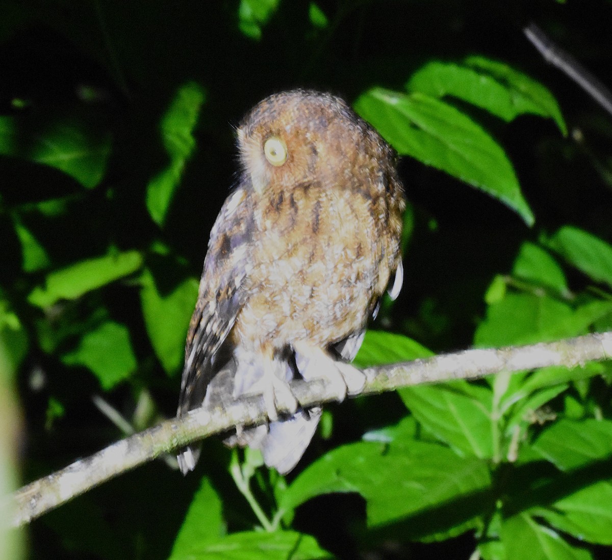 Bare-shanked Screech-Owl - ML636730911