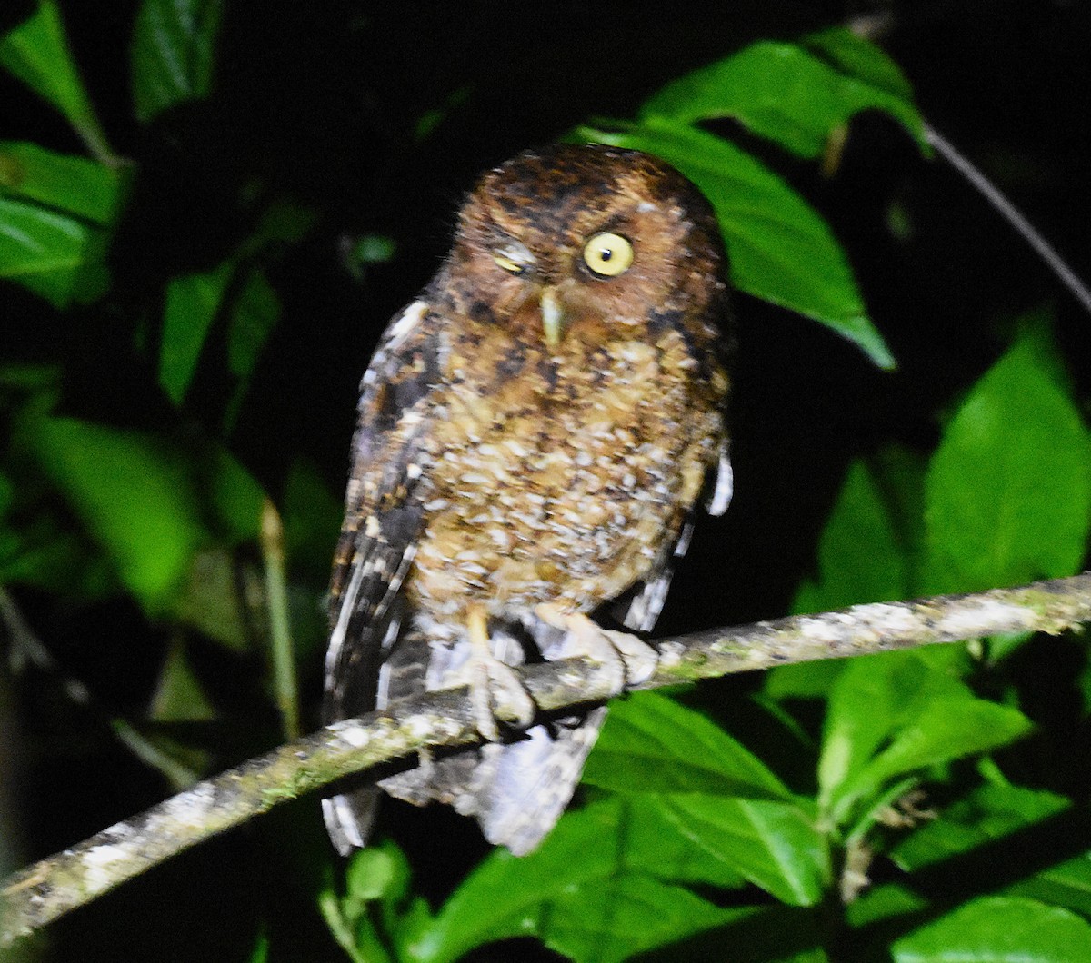 Bare-shanked Screech-Owl - ML636730928