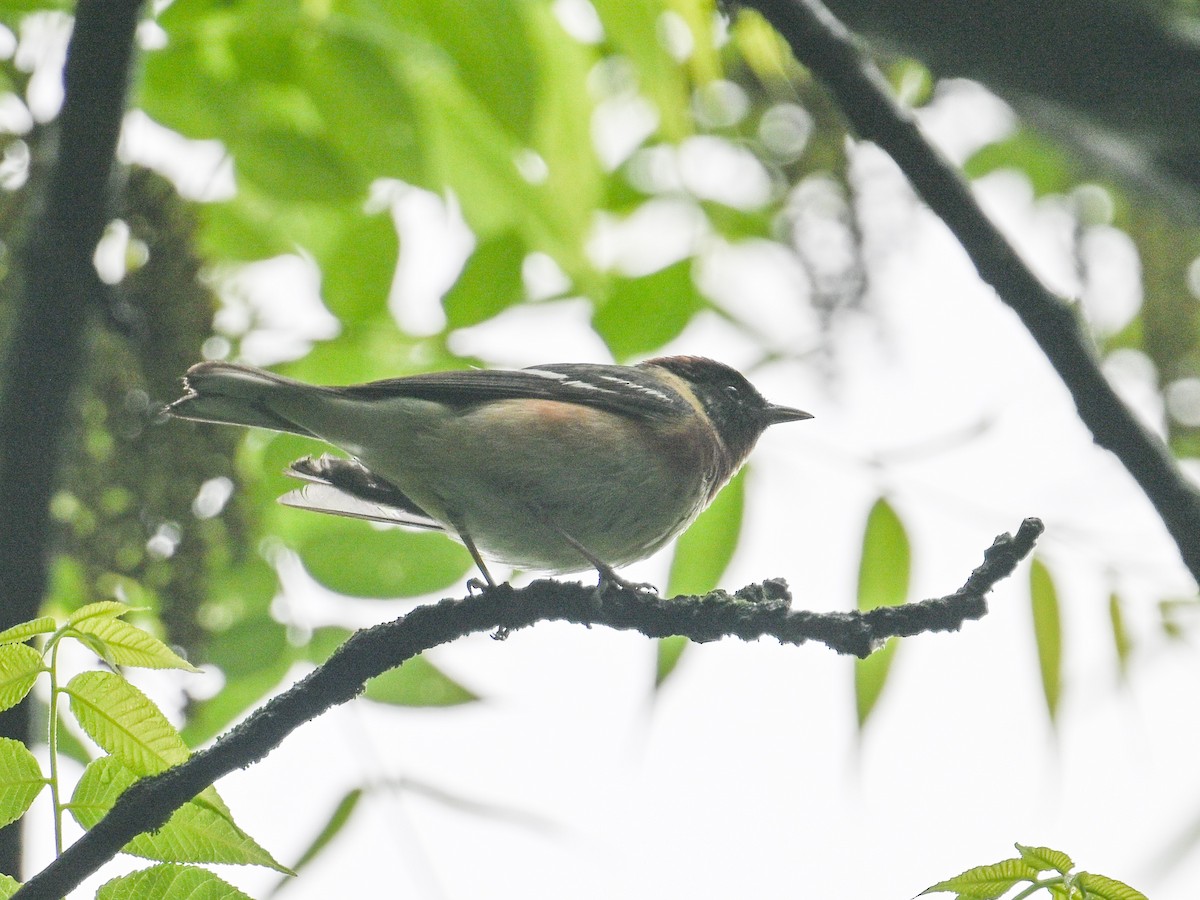 Bay-breasted Warbler - ML636730973