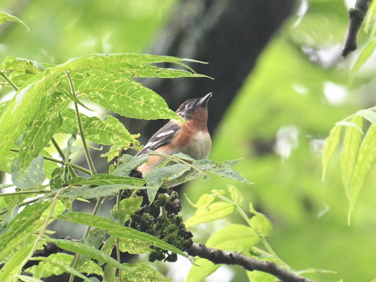 Bay-breasted Warbler - ML636730998