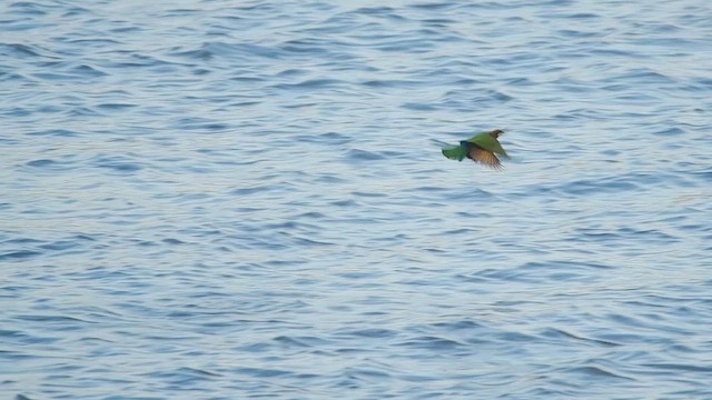 White-fronted Bee-eater - ML636731042