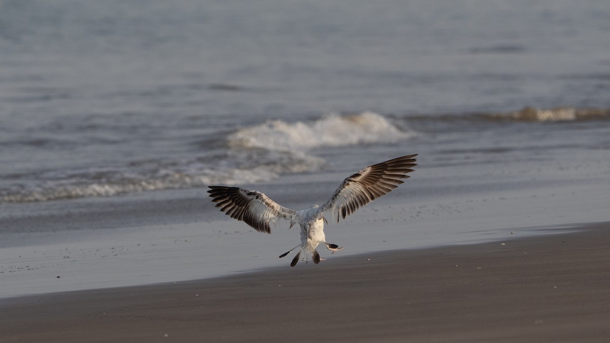 Larus sp. - ML636731055