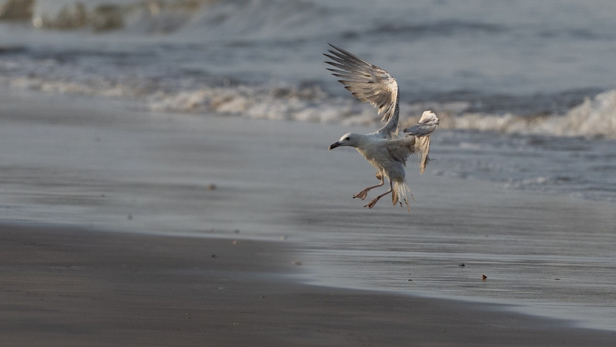 Larus sp. - ML636731056