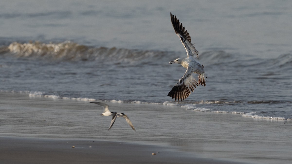 Larus sp. - ML636731057