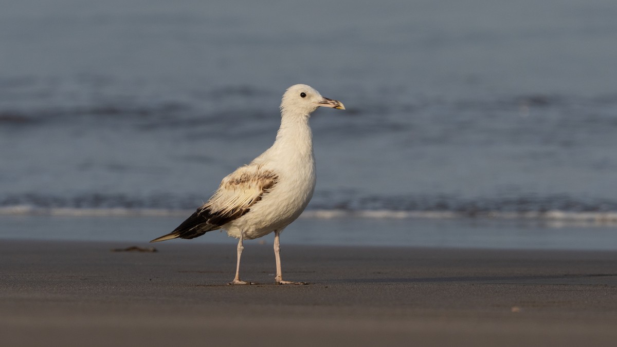 Larus sp. - ML636731059