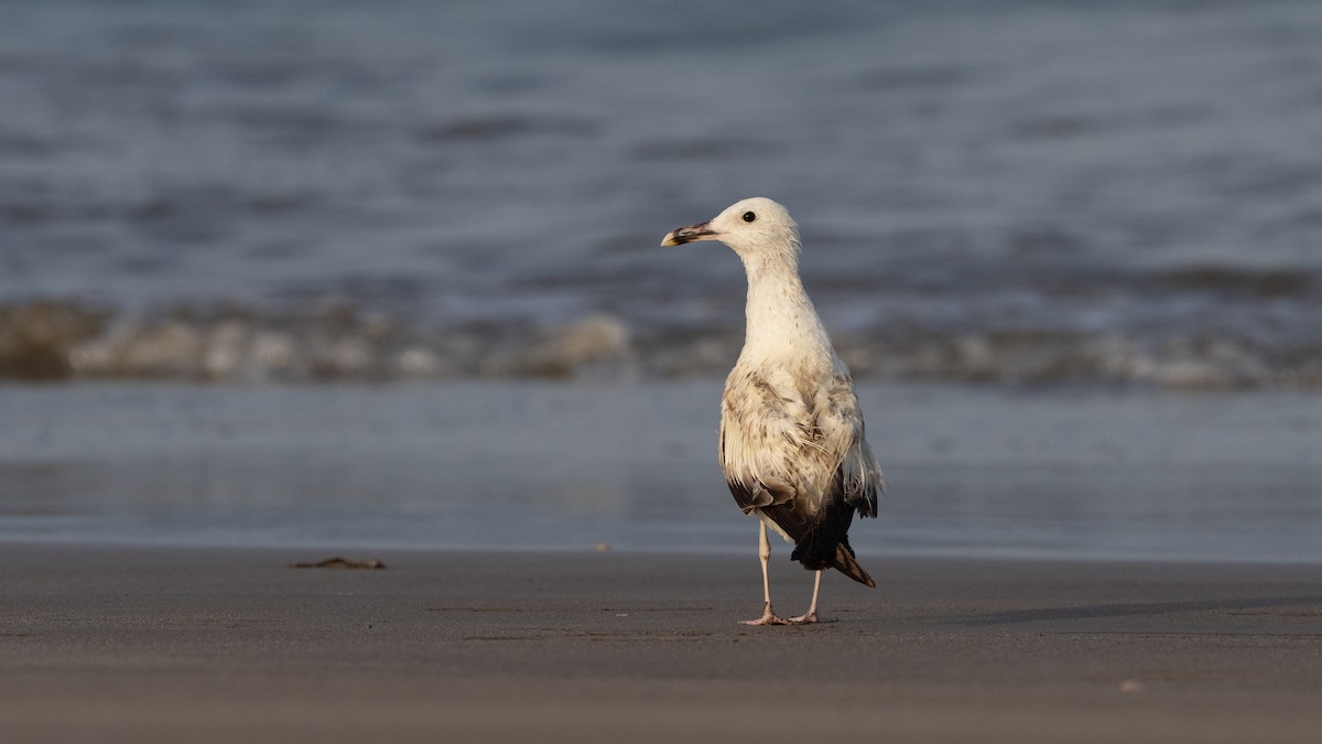 Larus sp. - ML636731060