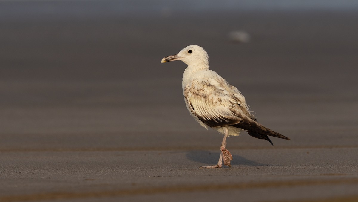 Larus sp. - ML636731061