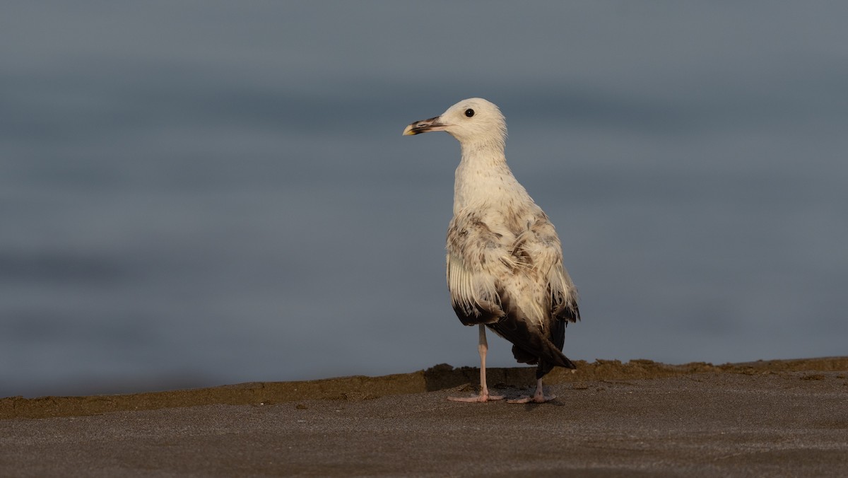 Larus sp. - ML636731062