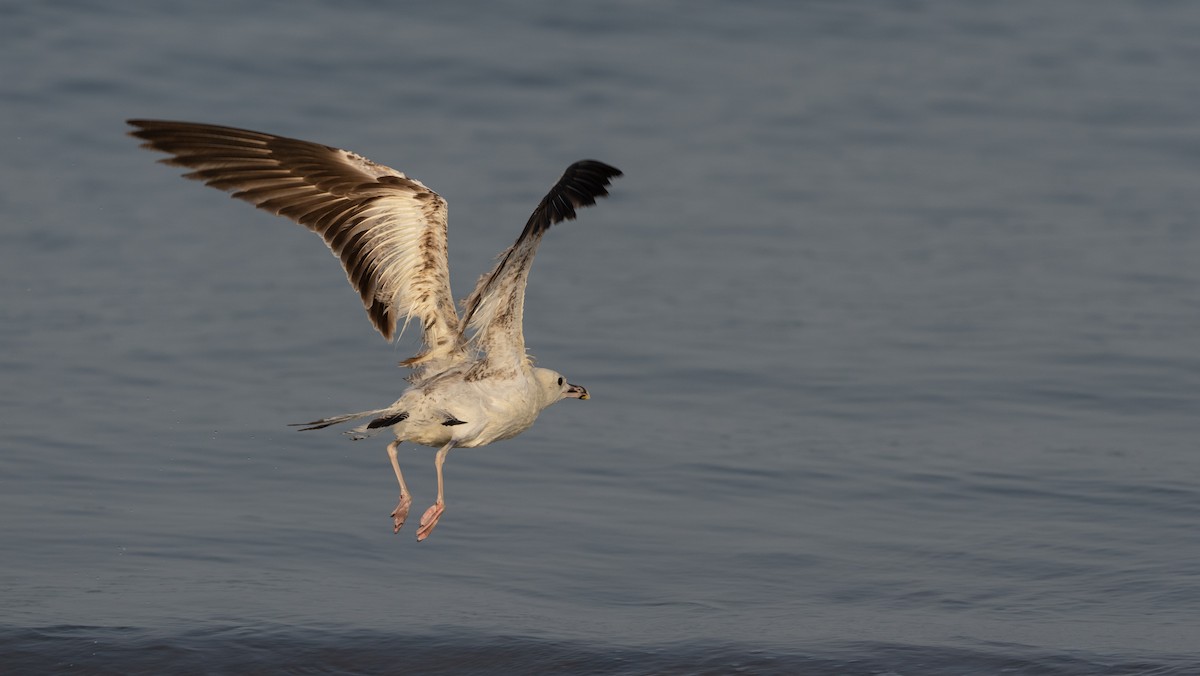 Larus sp. - ML636731064