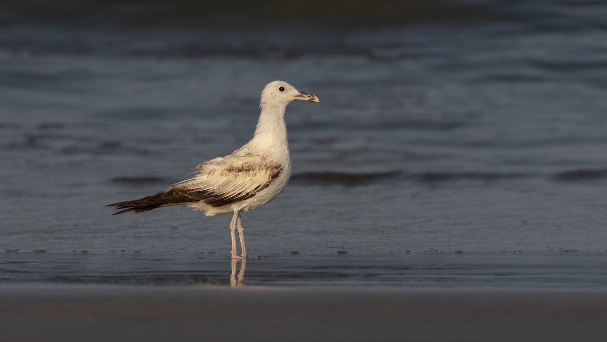 Larus sp. - ML636731065