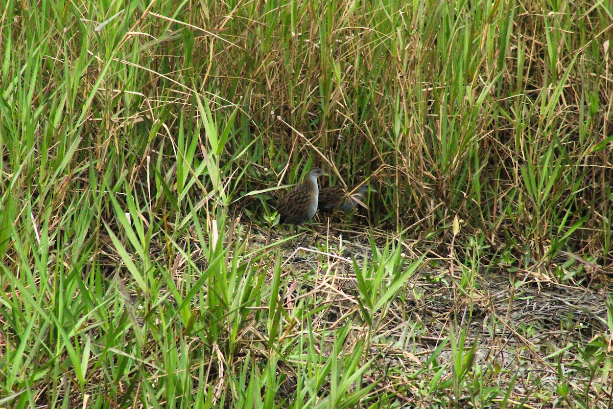 Ash-throated Crake - ML636731098