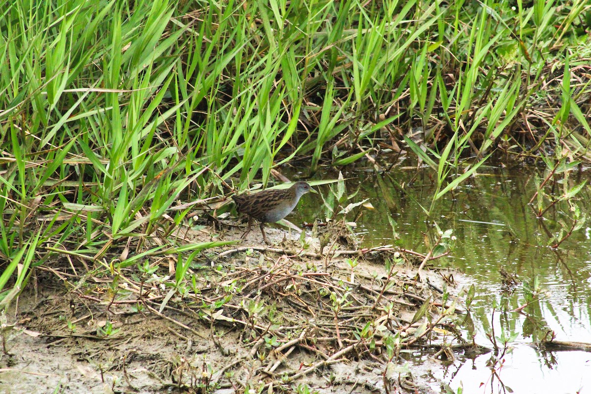 Ash-throated Crake - ML636731100