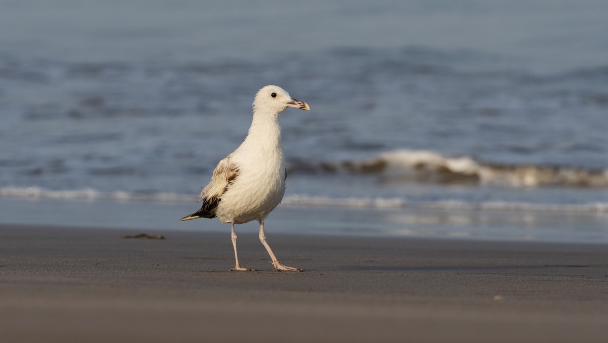 Larus sp. - ML636731111