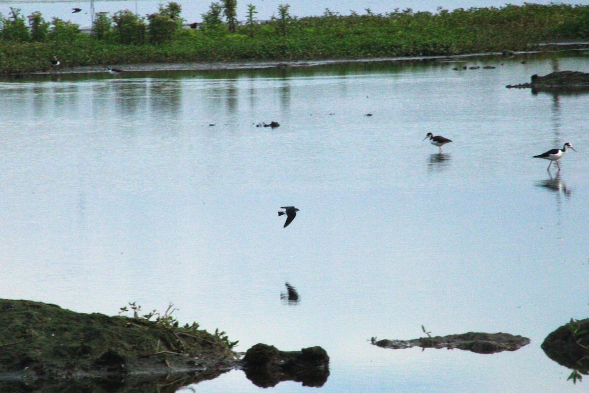 White-rumped Swallow - ML636731132