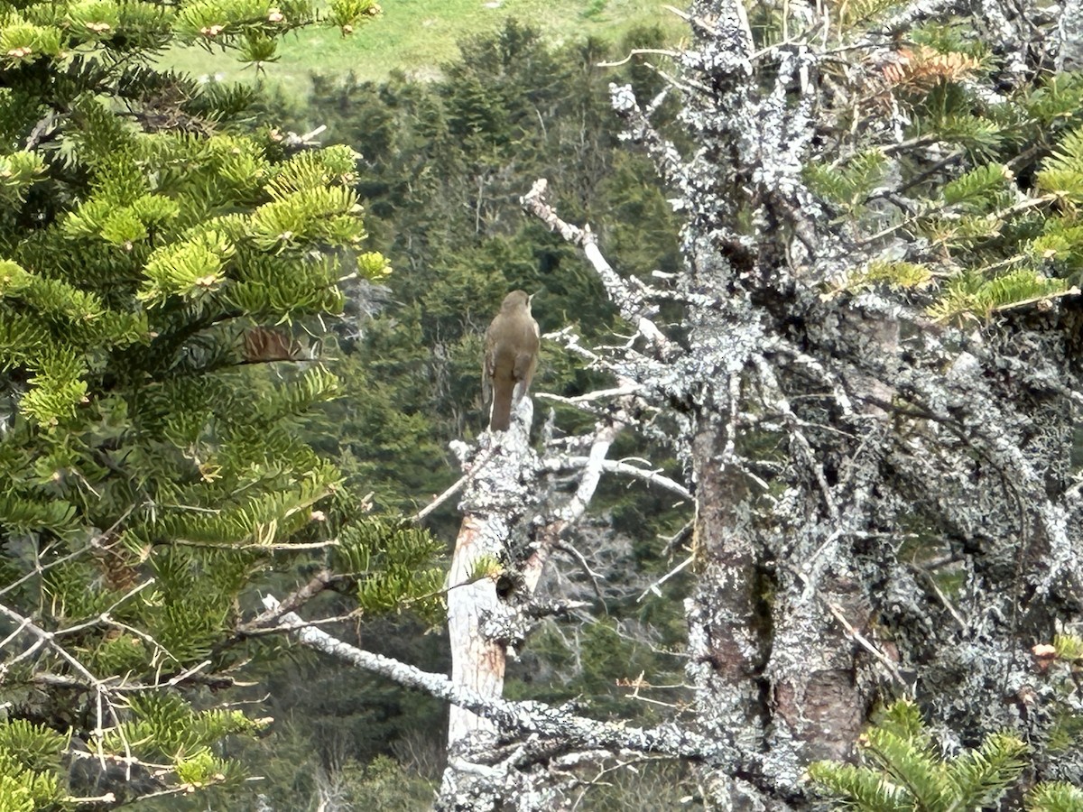 Bicknell's Thrush - ML636731260