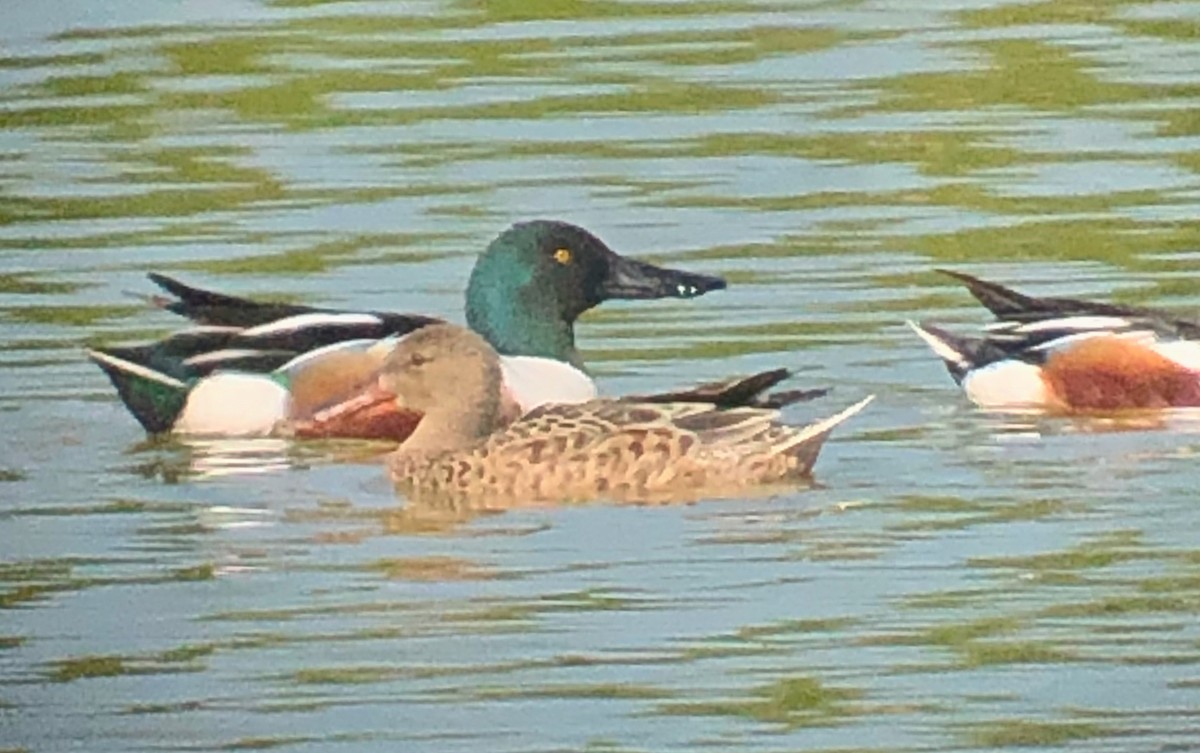 Northern Shoveler - ML636731365