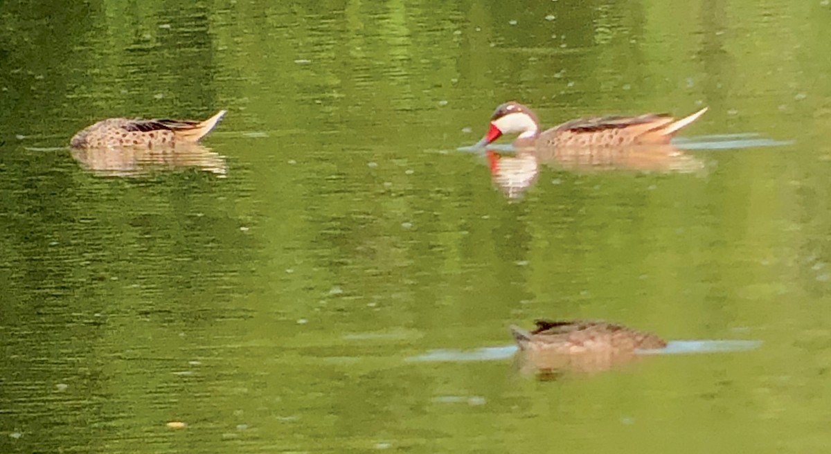 White-cheeked Pintail (White-cheeked) - ML636731383