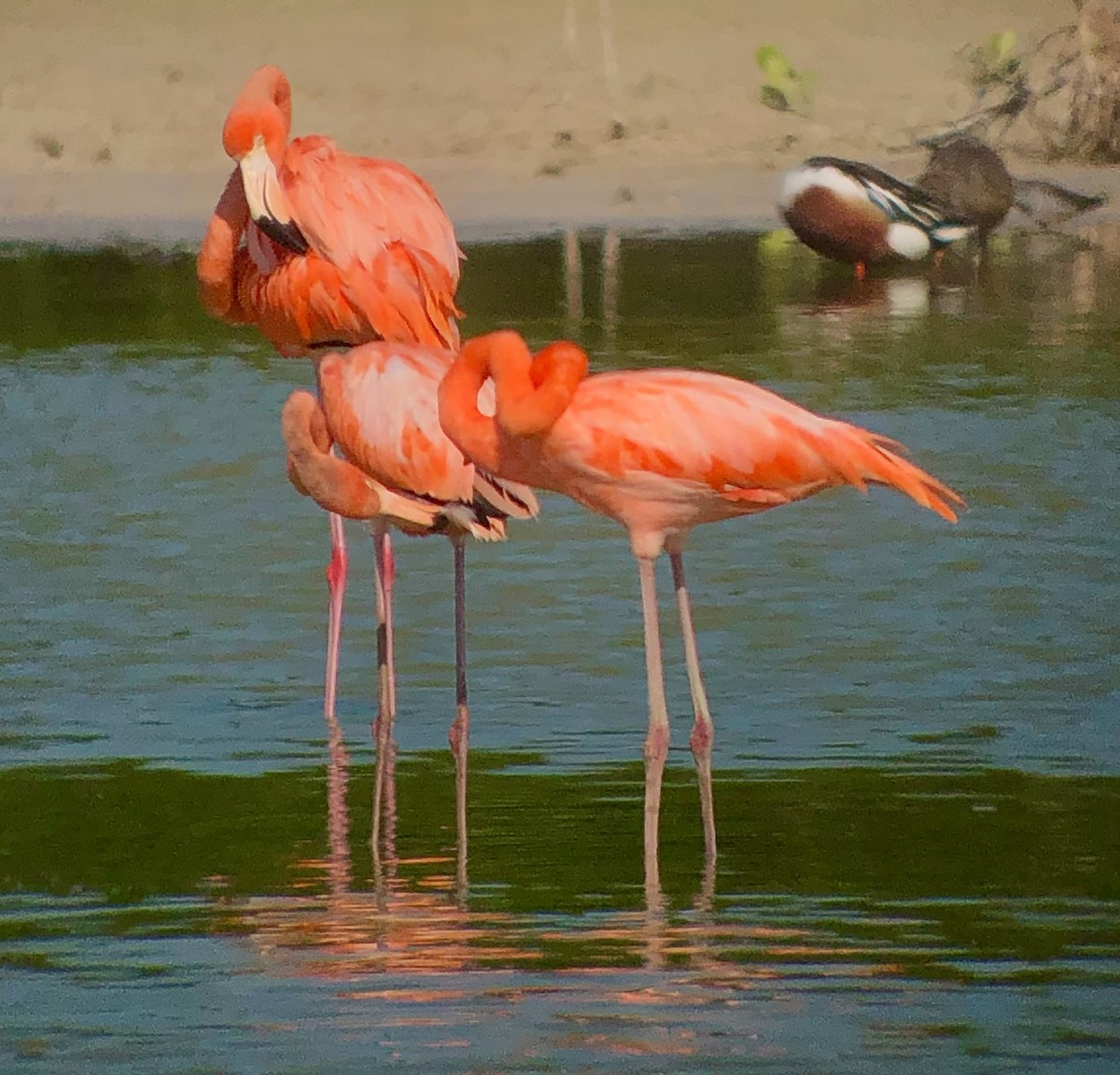 American Flamingo - ML636731422