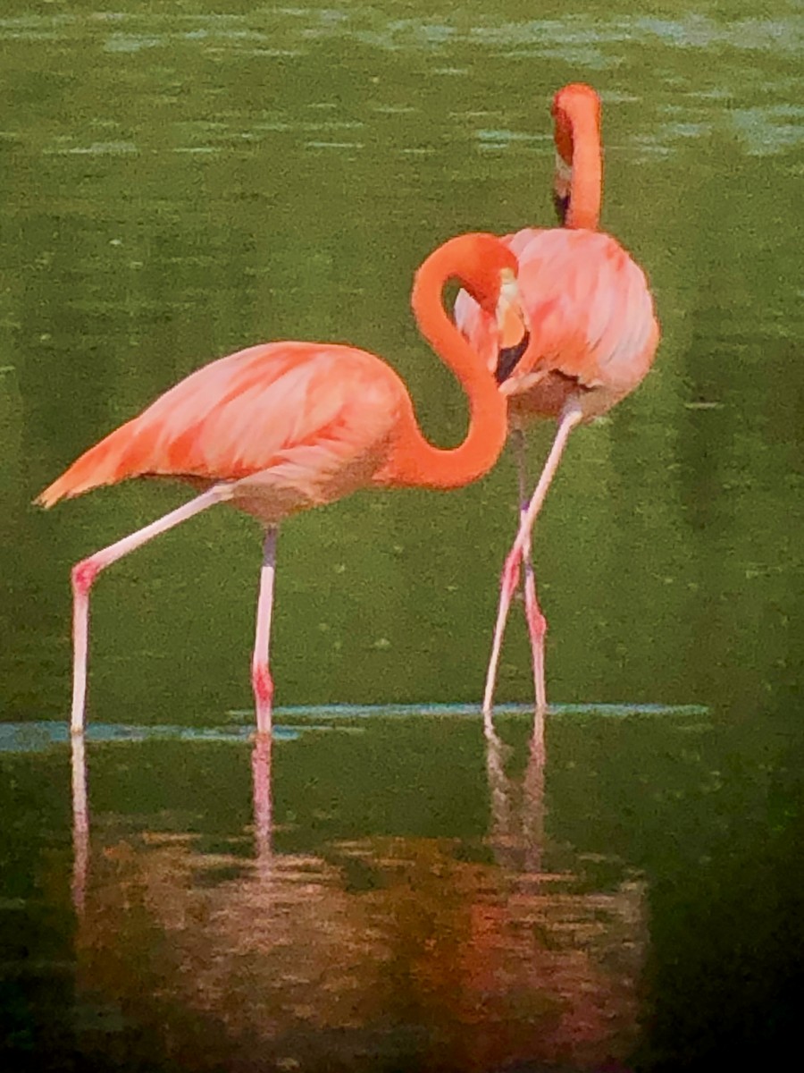 American Flamingo - ML636731424