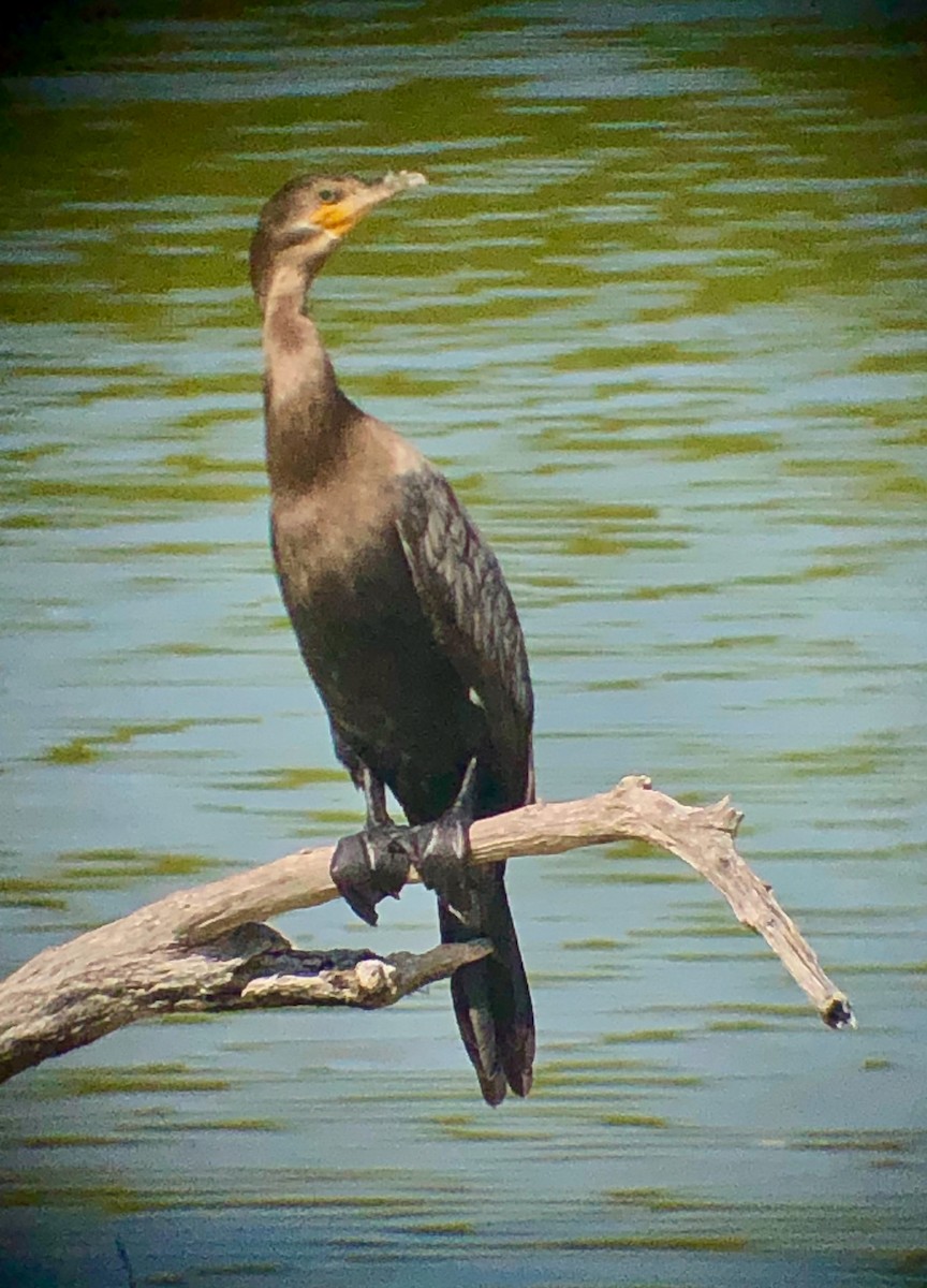 Neotropic Cormorant - ML636731449