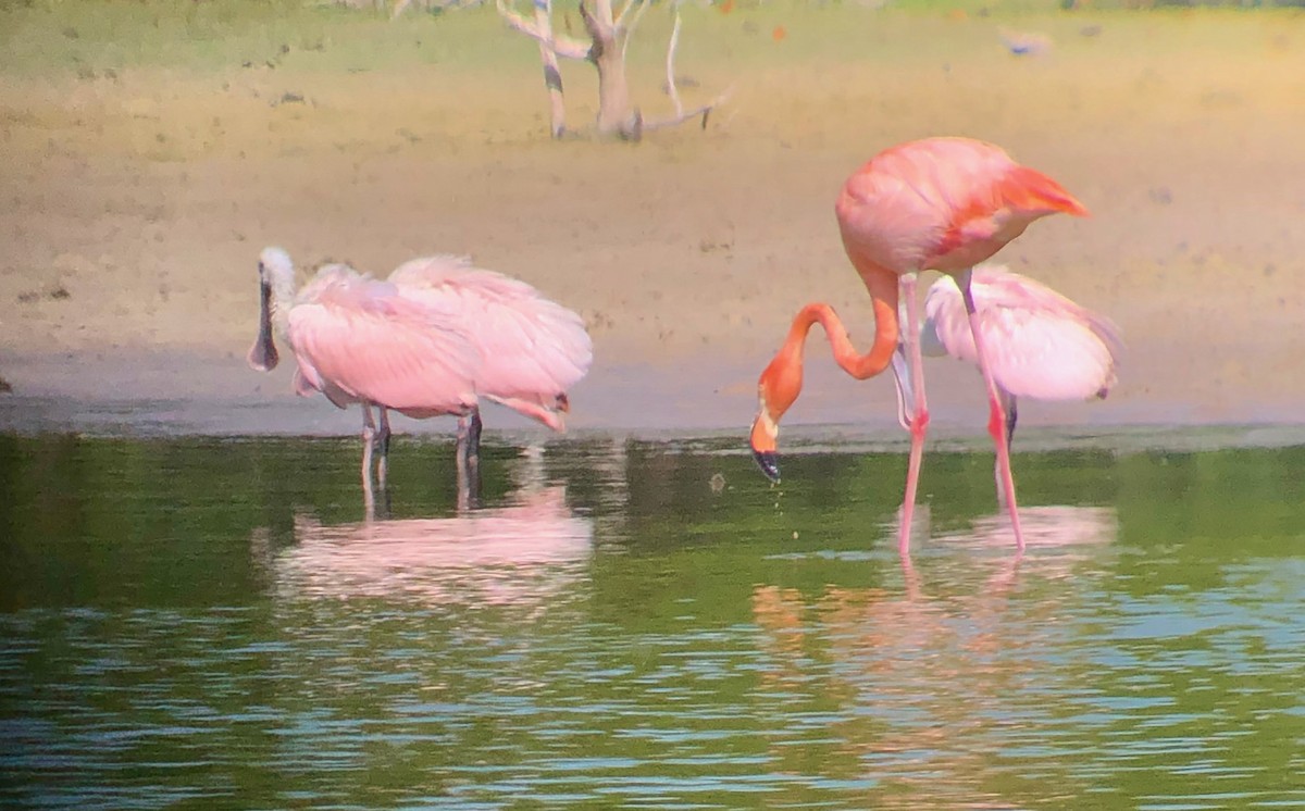 Roseate Spoonbill - ML636731467