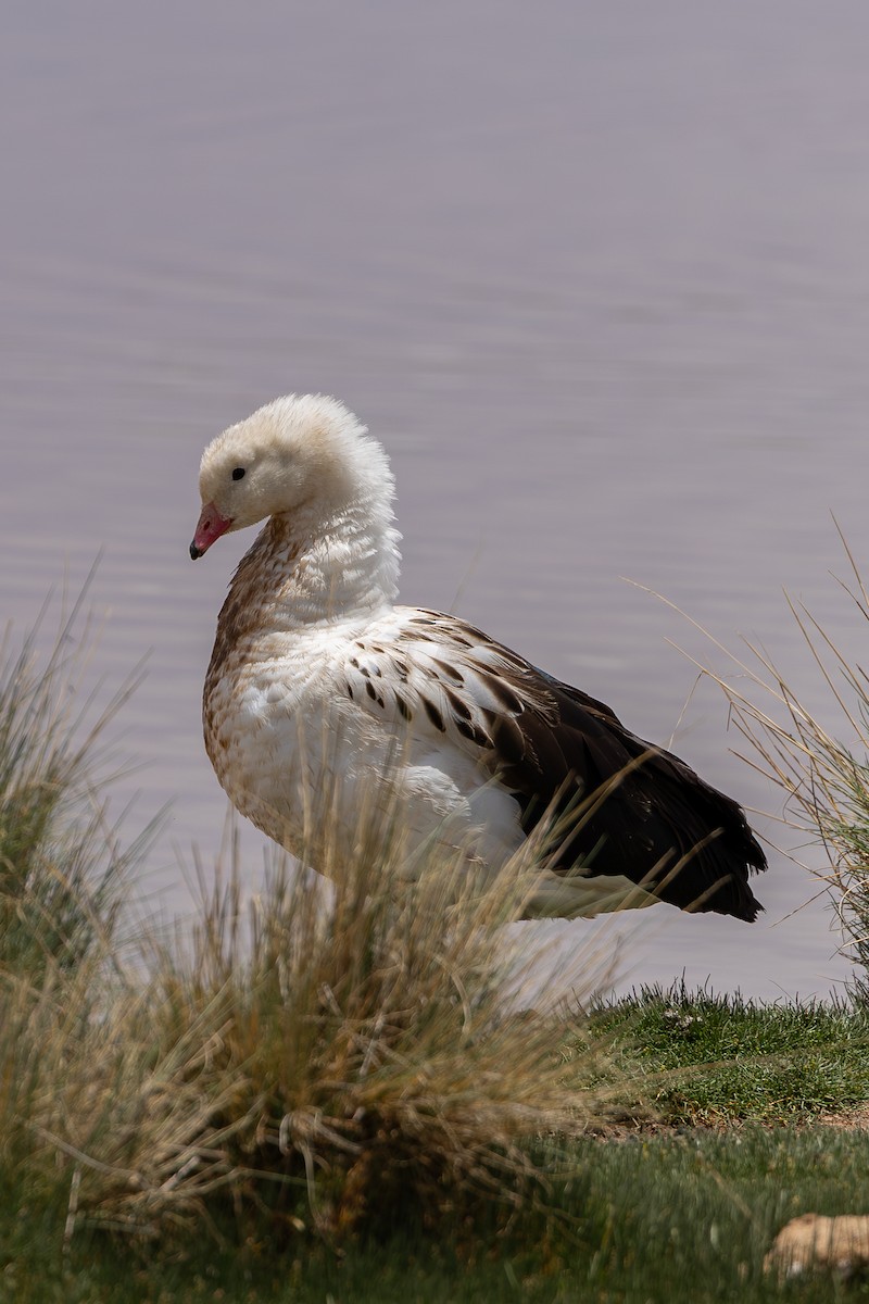 Andean Goose - ML636731551