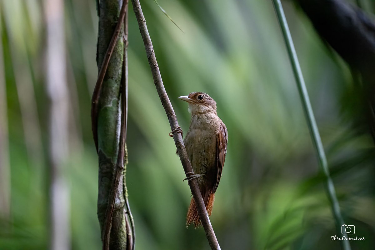 Ochre-throated Foliage-gleaner - ML636731632