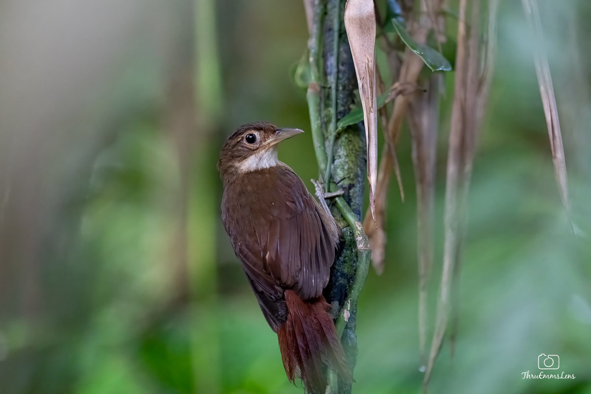 Ochre-throated Foliage-gleaner - ML636731633