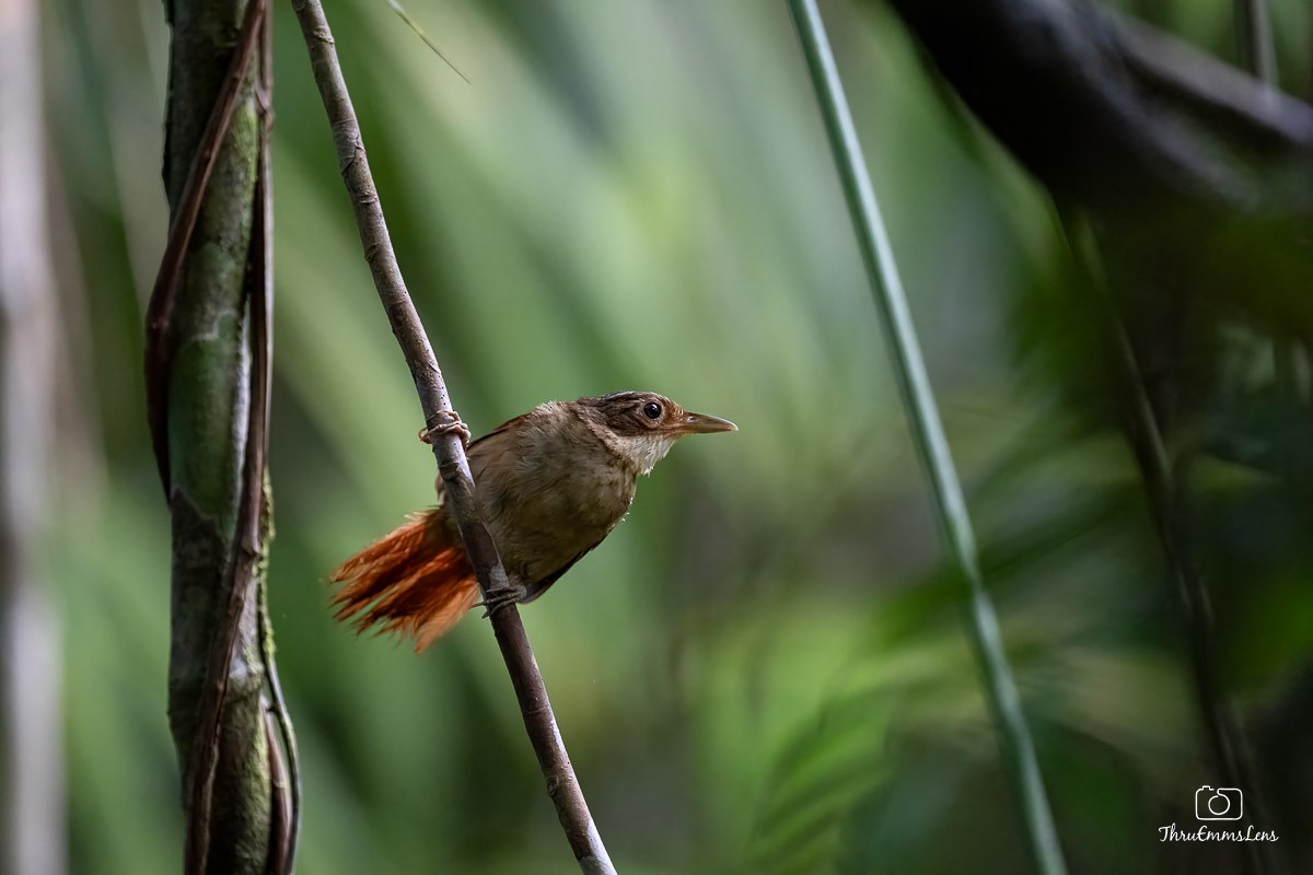 Ochre-throated Foliage-gleaner - ML636731634