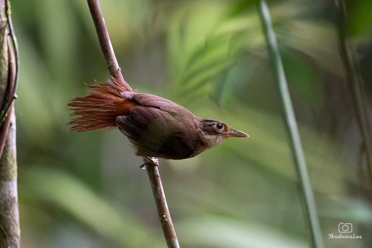 Ochre-throated Foliage-gleaner - ML636731635