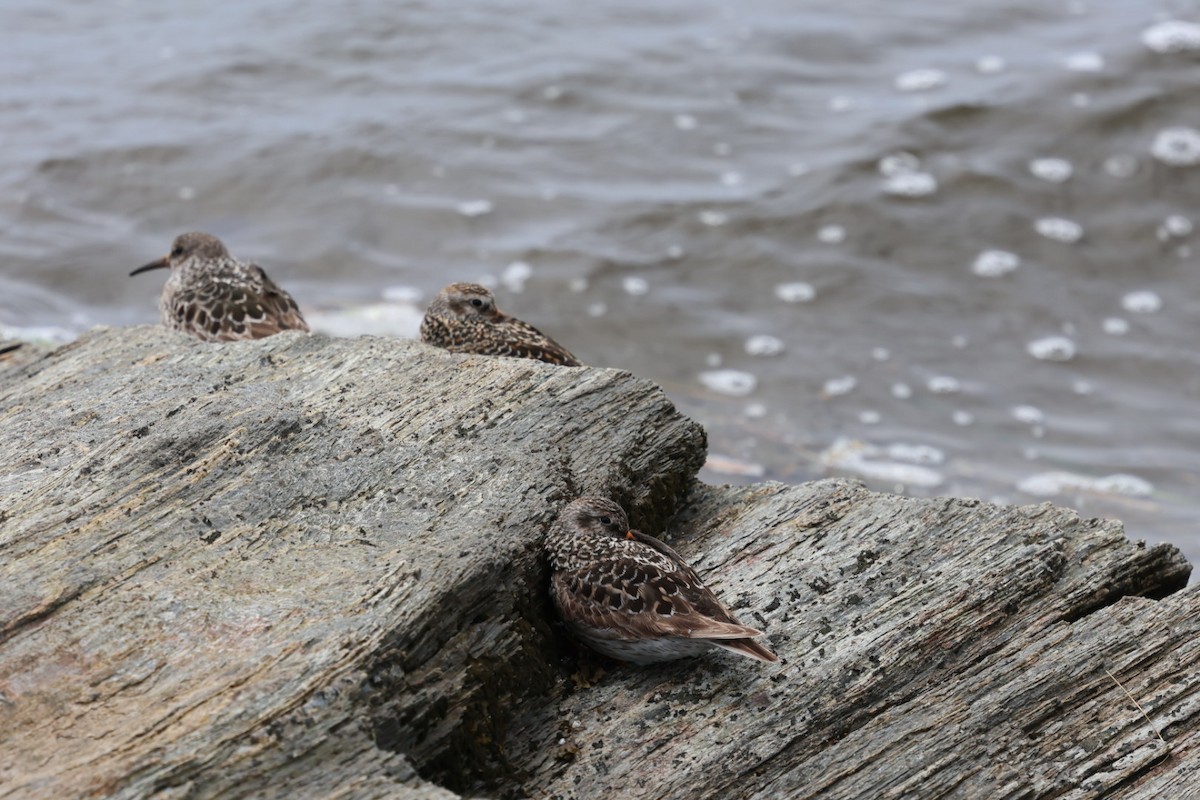 Purple Sandpiper - ML636731689