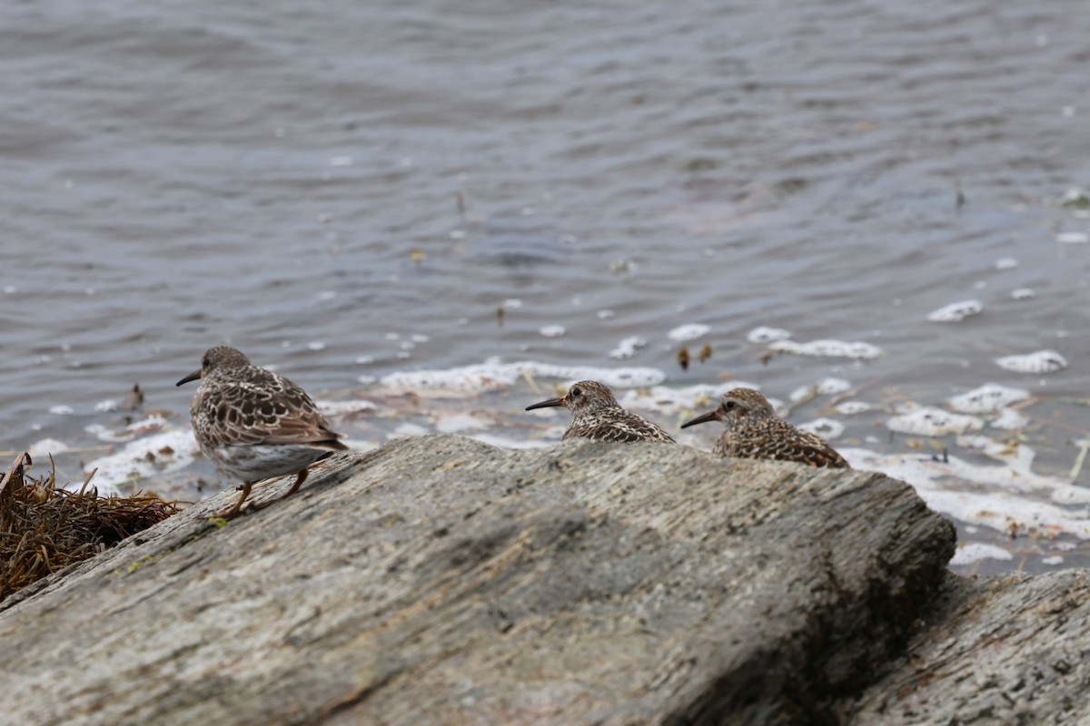 Purple Sandpiper - ML636731693