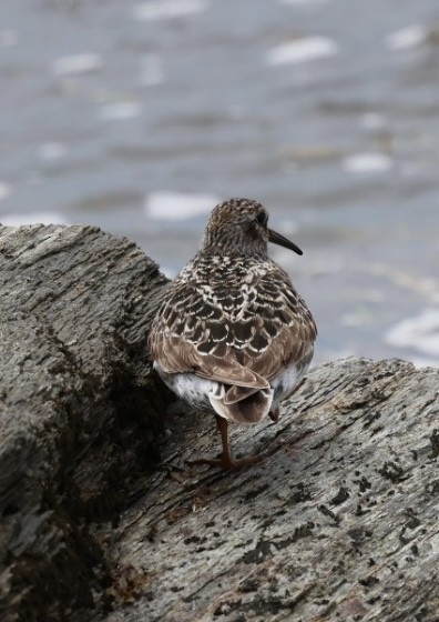 Purple Sandpiper - ML636731694