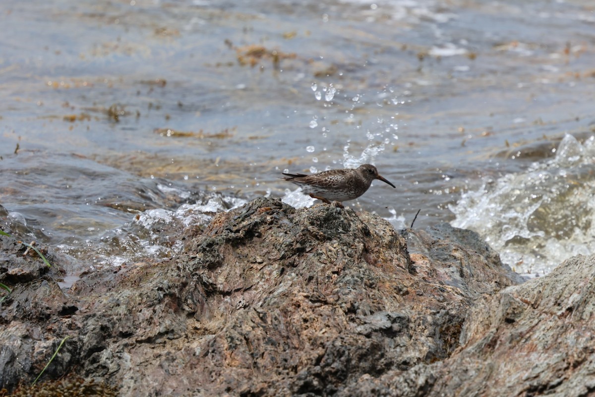 Purple Sandpiper - ML636731695