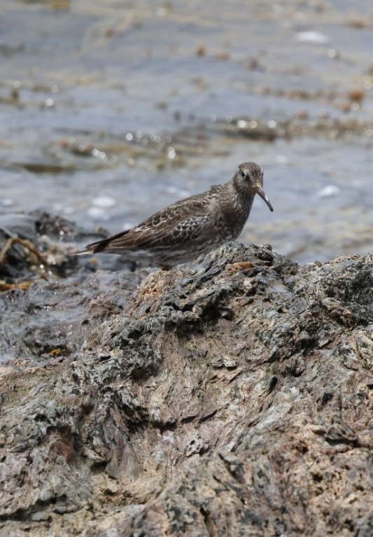 Purple Sandpiper - ML636731696