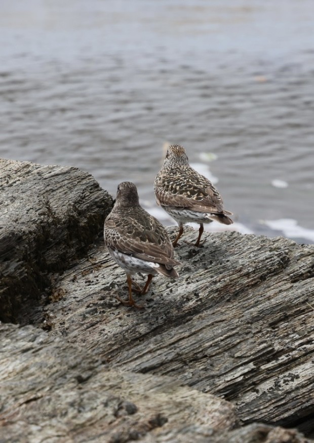 Purple Sandpiper - ML636731697