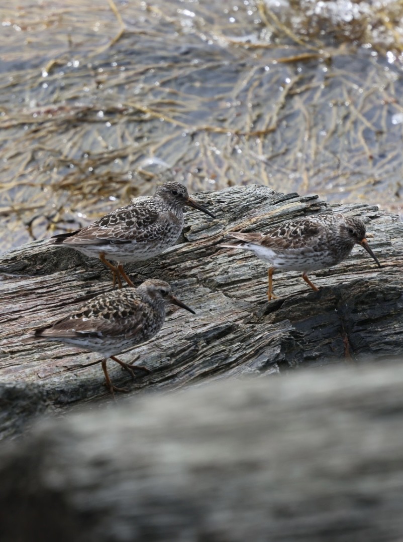 Purple Sandpiper - ML636731699