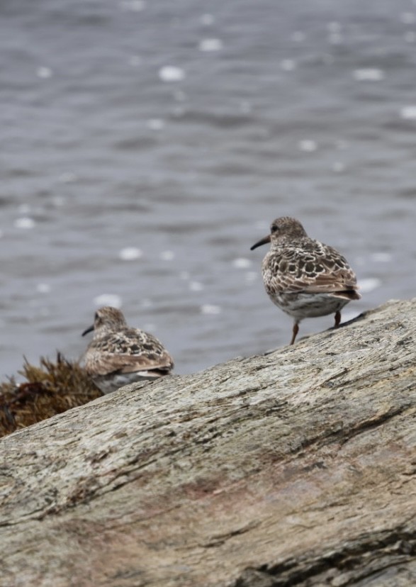 Purple Sandpiper - ML636731700