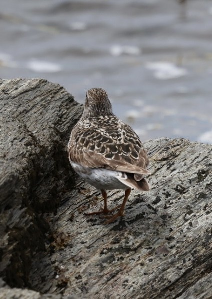 Purple Sandpiper - ML636731701