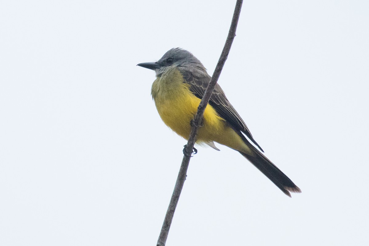 Tropical Kingbird - ML636731759