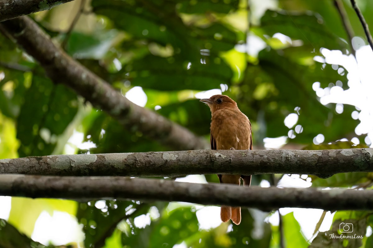 Rufous Piha - ML636731760