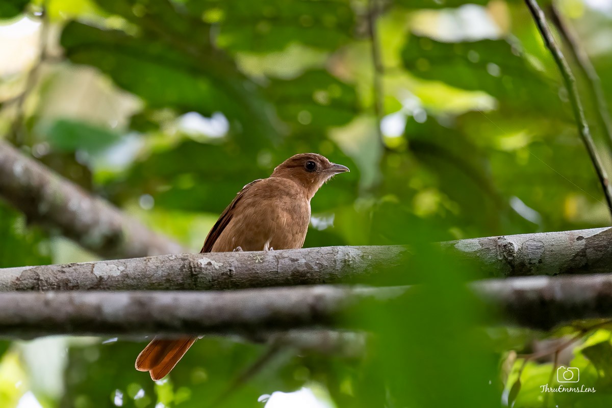 Rufous Piha - ML636731761