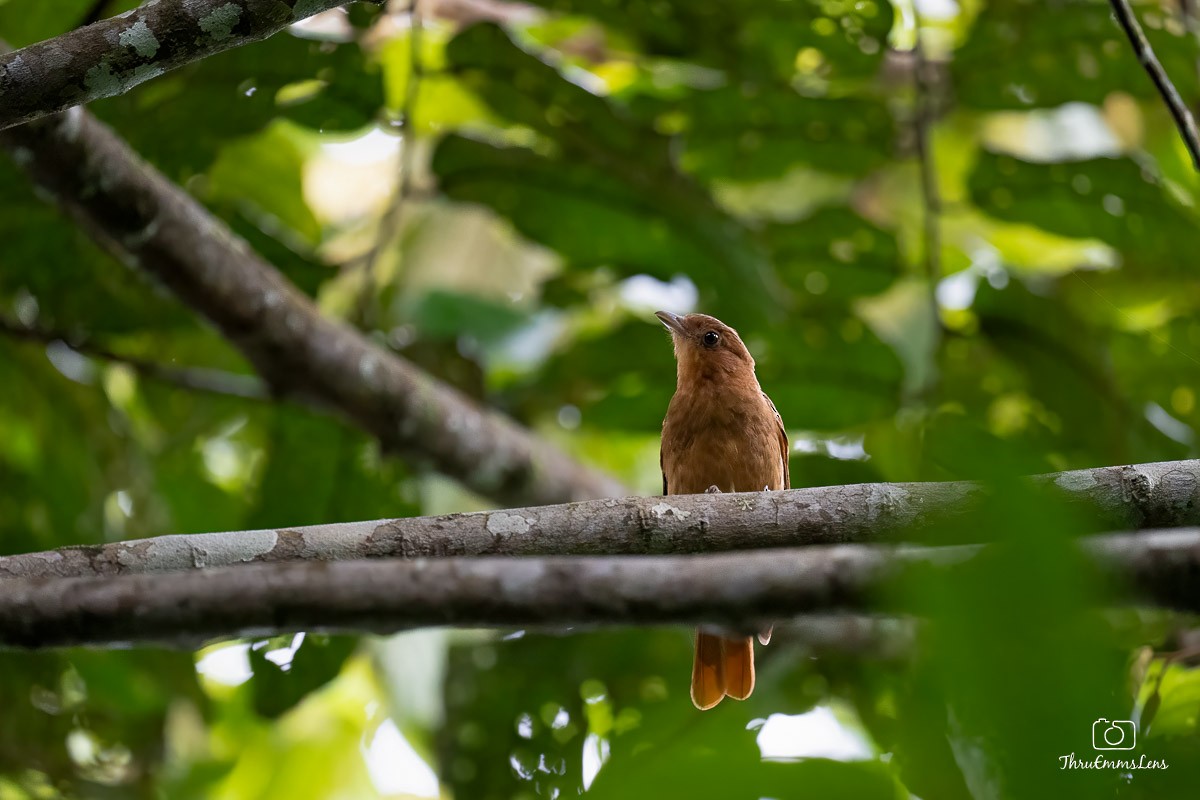 Rufous Piha - ML636731762