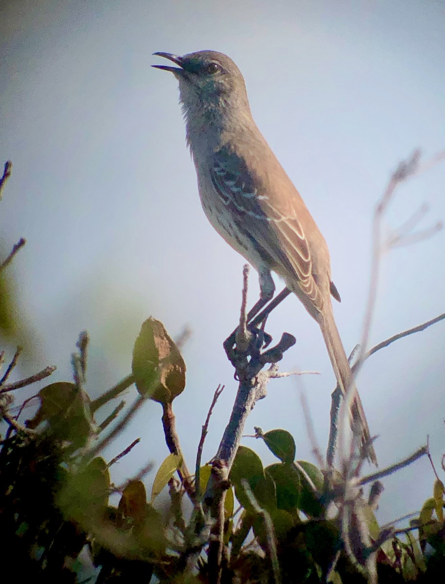Bahama Mockingbird - ML636731784