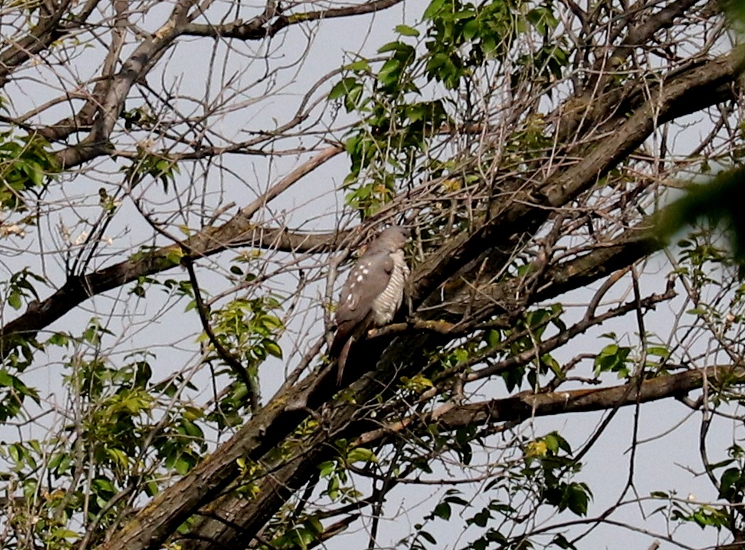 Levant Sparrowhawk - ML636731785