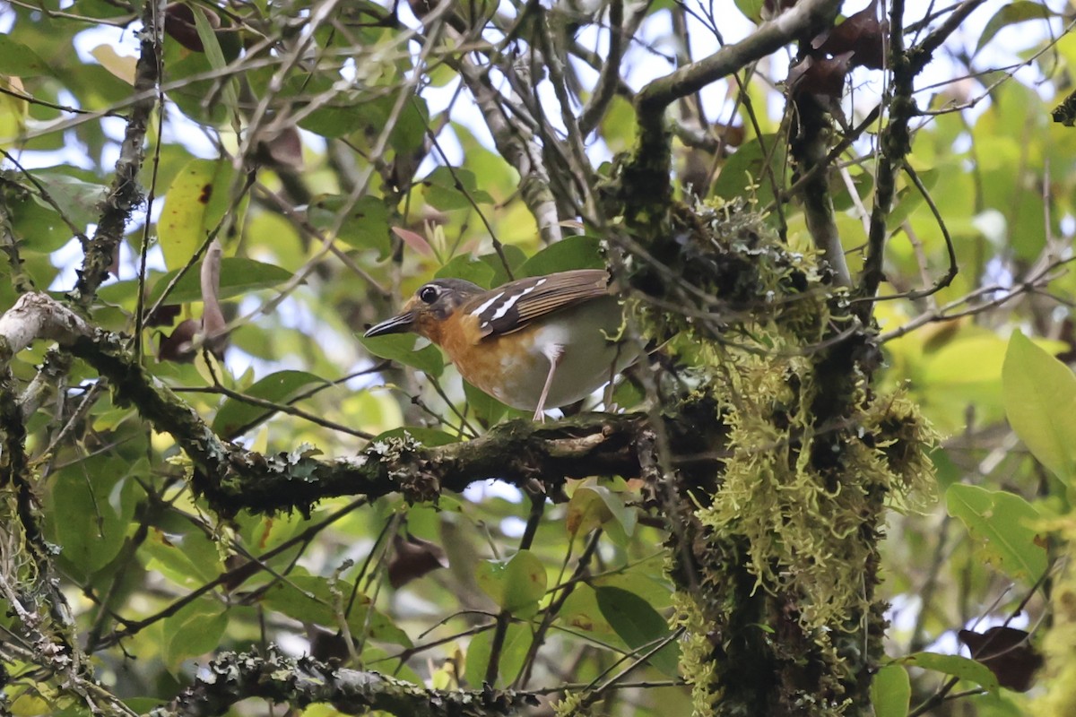 Orange Ground-Thrush - ML636731795