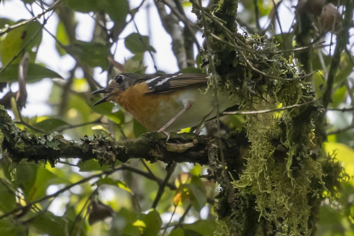 Orange Ground-Thrush - ML636731796