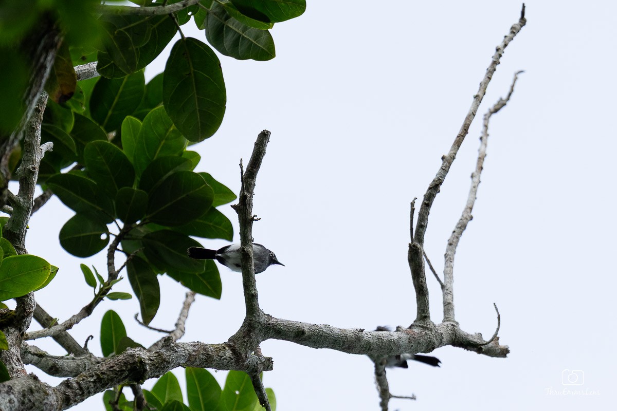 Slate-throated Gnatcatcher - ML636731809
