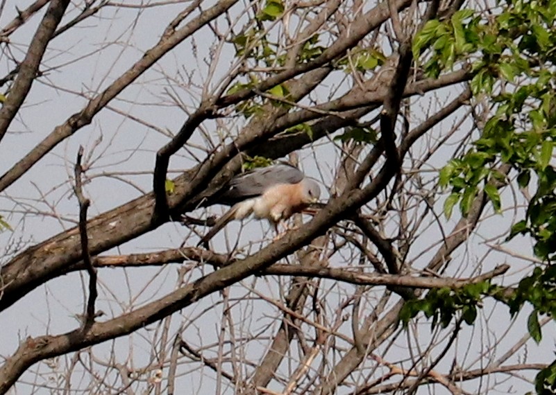 Levant Sparrowhawk - ML636731828